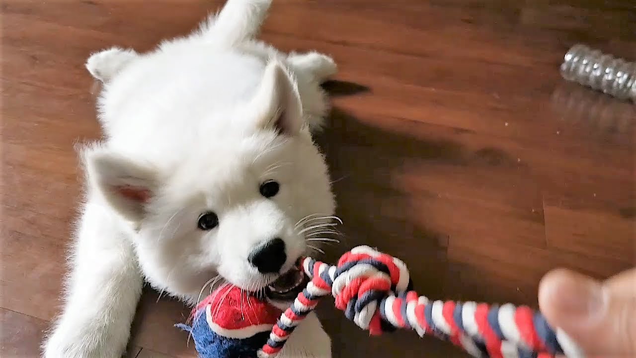 Samoyed chơi kéo co