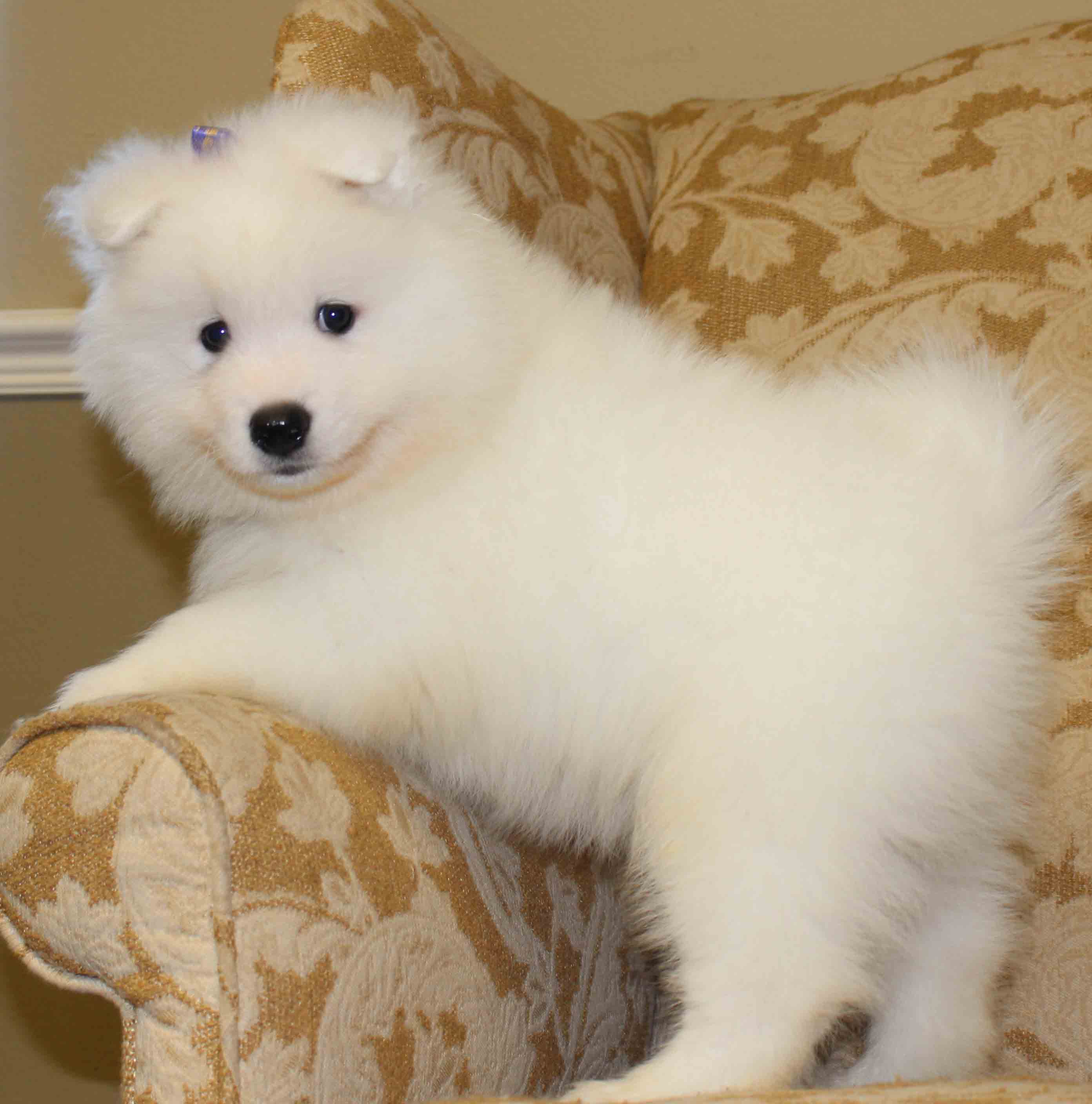 Samoyed con nằm ghế