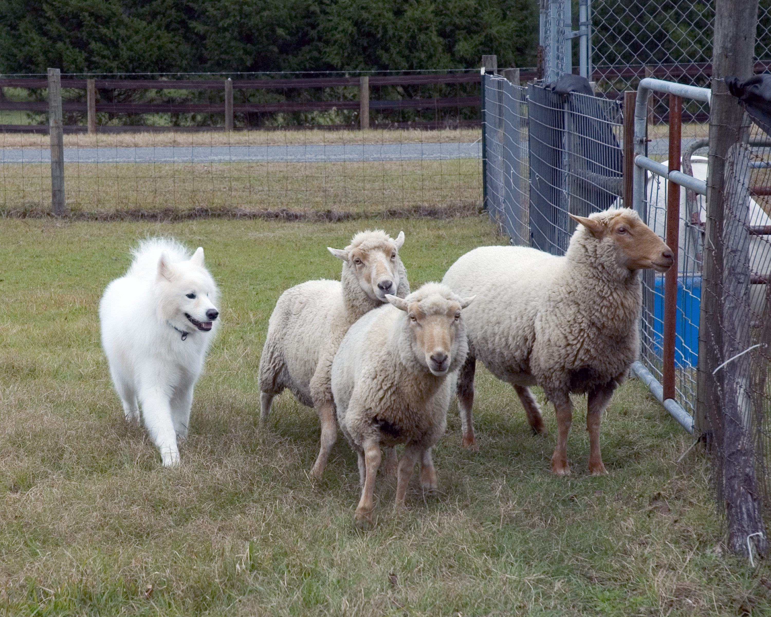 Samoyed chăn cừu
