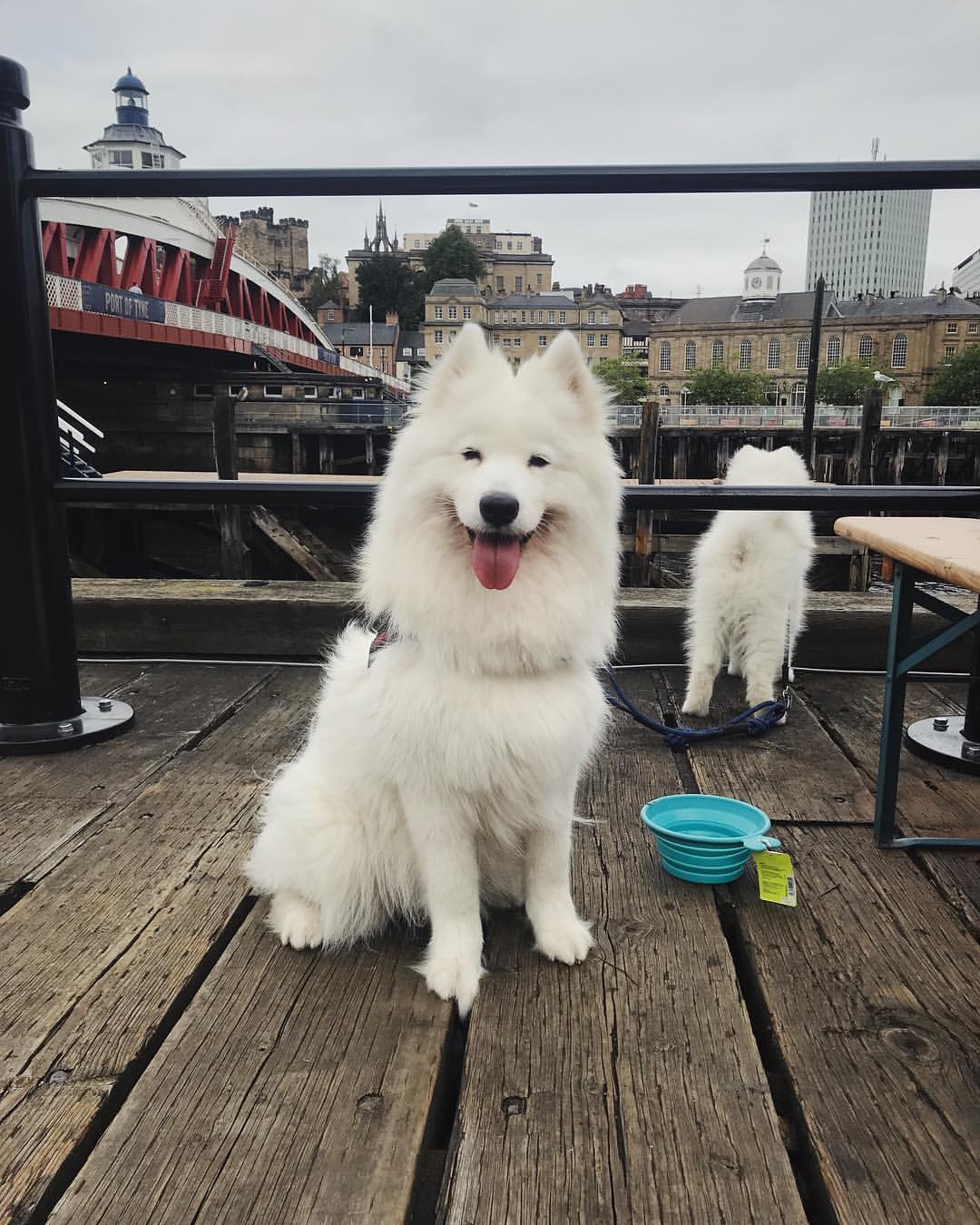 Samoyed đang vui