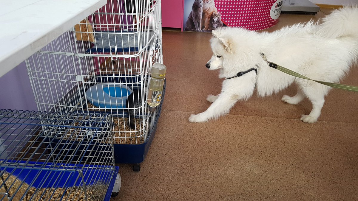 Samoyed không thích vào lồng