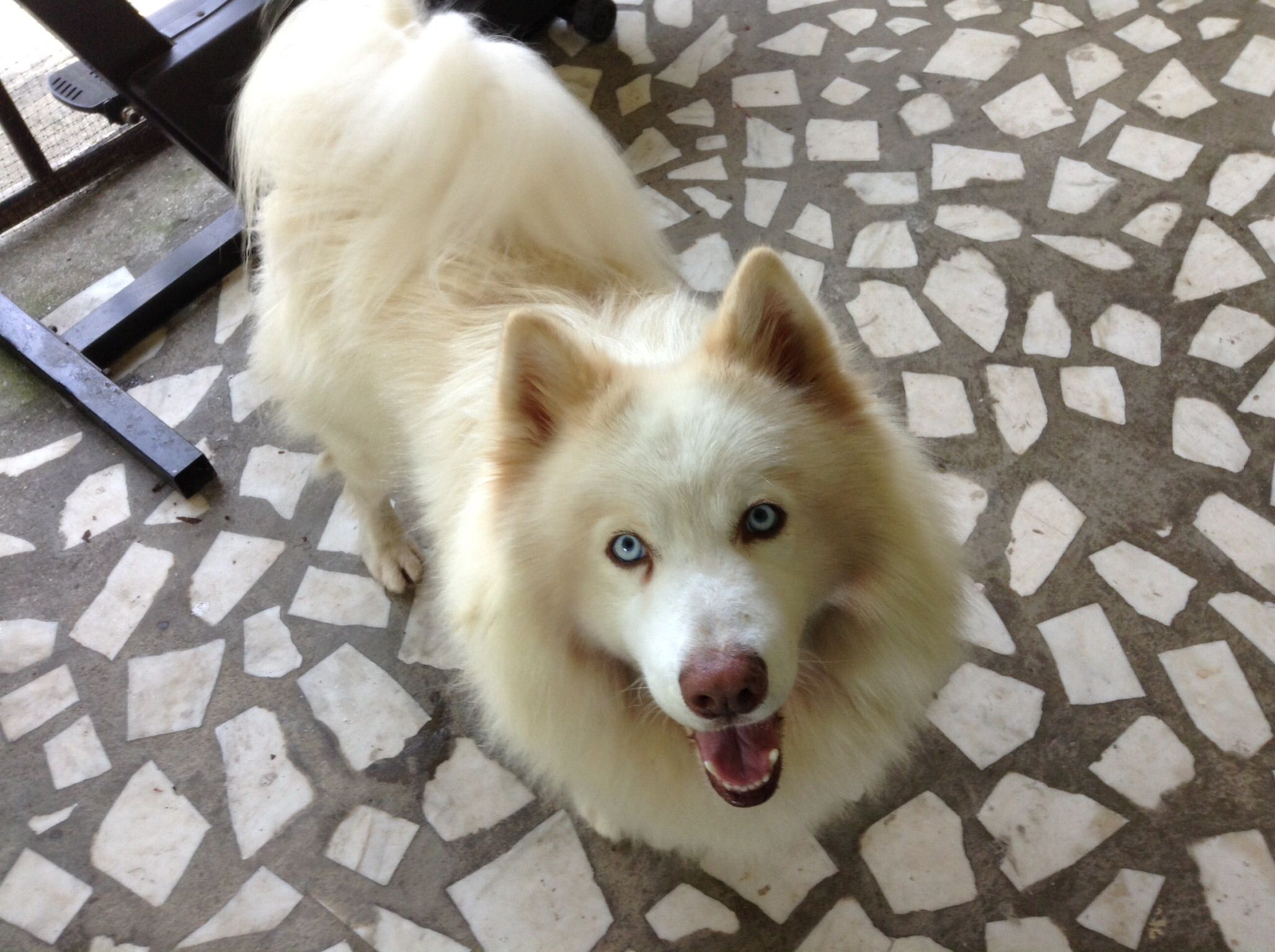 Husky lai Samoyed lông trắng, mắt xanh