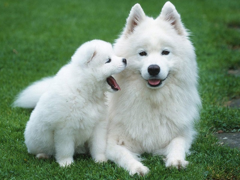 Cách dạy chó Samoyed mẹ và con ngồi cùng nhau