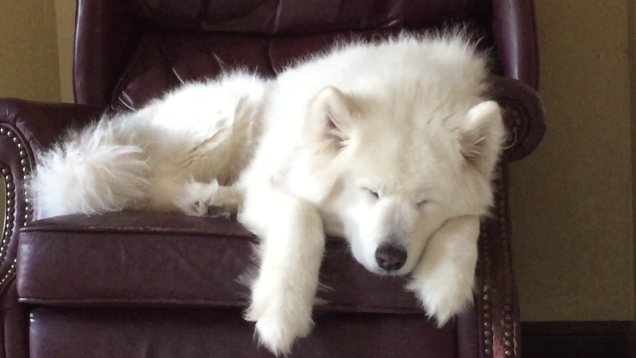 Samoyed nằm ngủ trên ghế
