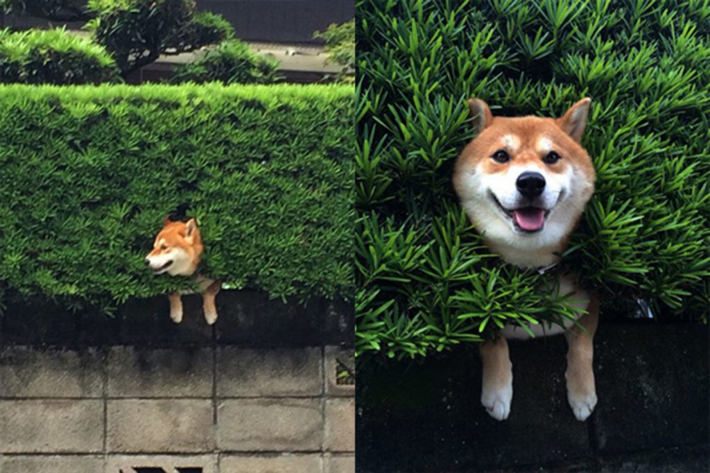 Shiba Inu - một thiên tài lẩn trốn