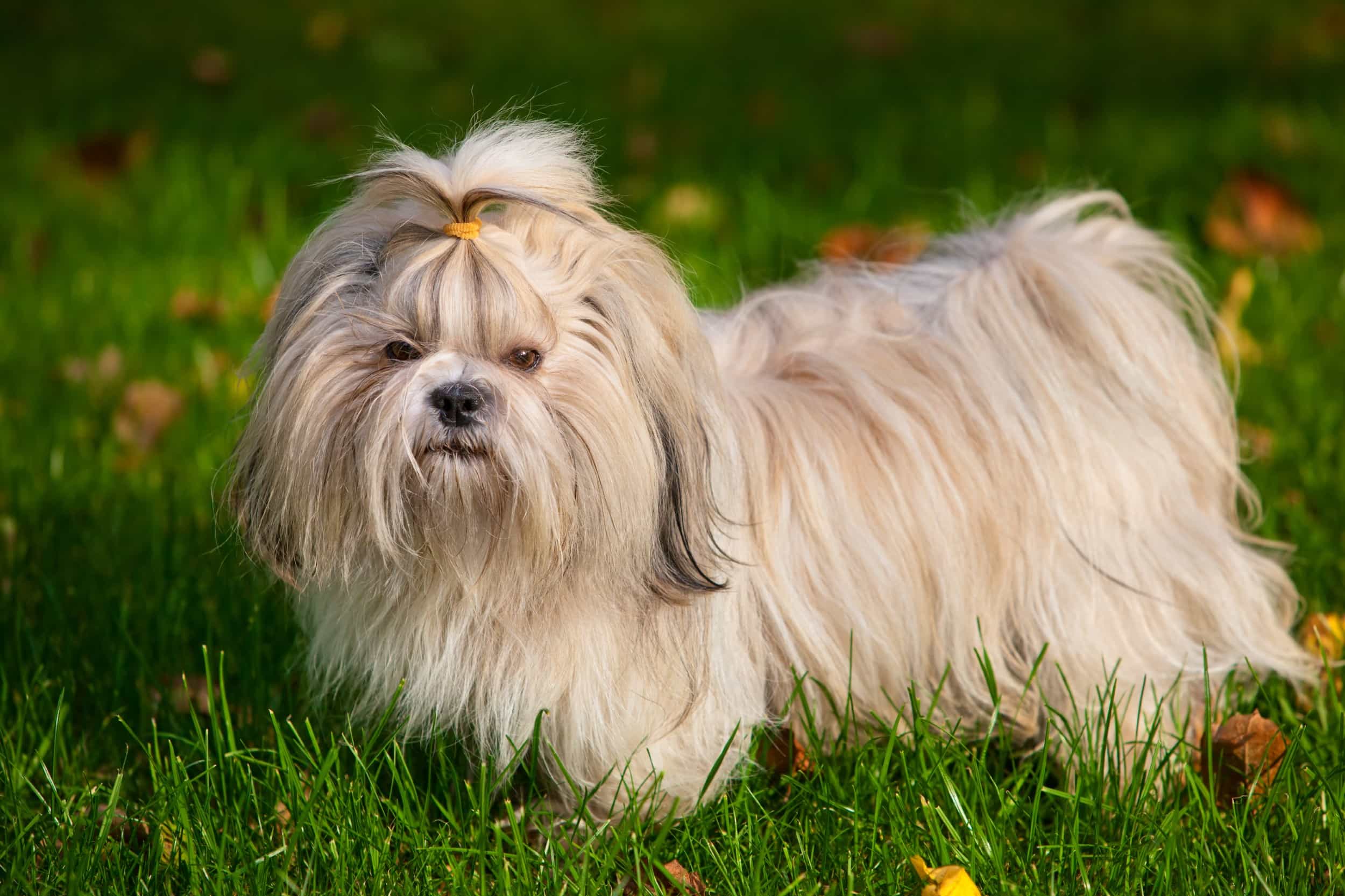 Chó Shih Tzu trên bãi cỏ