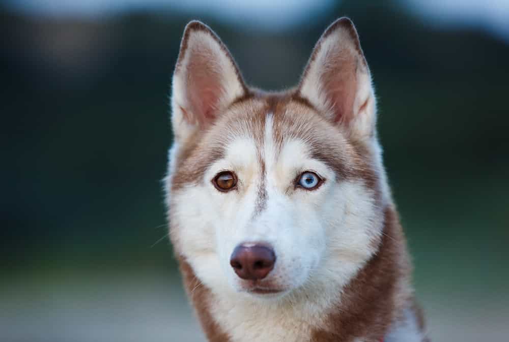 chú chó husky có mắt hai màu