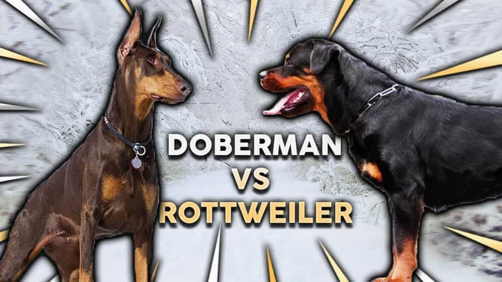 Doberman và Rottweiler đều sẽ tốt hơn nếu được huấn luyện từ nhỏ