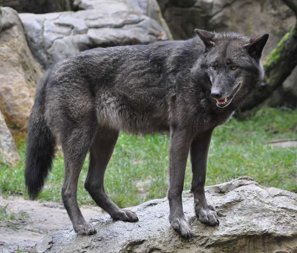 sói đen trong tự nhiên