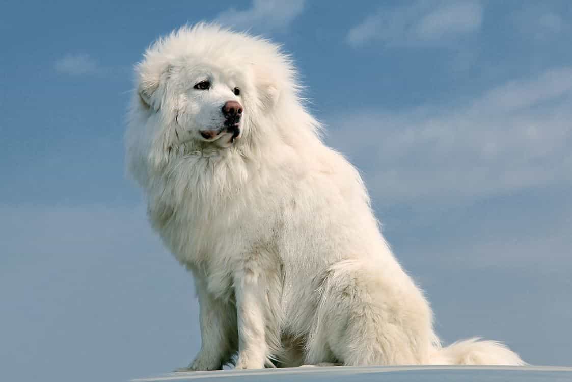 Chó Ngao Tây Tạng với bộ lông trắng