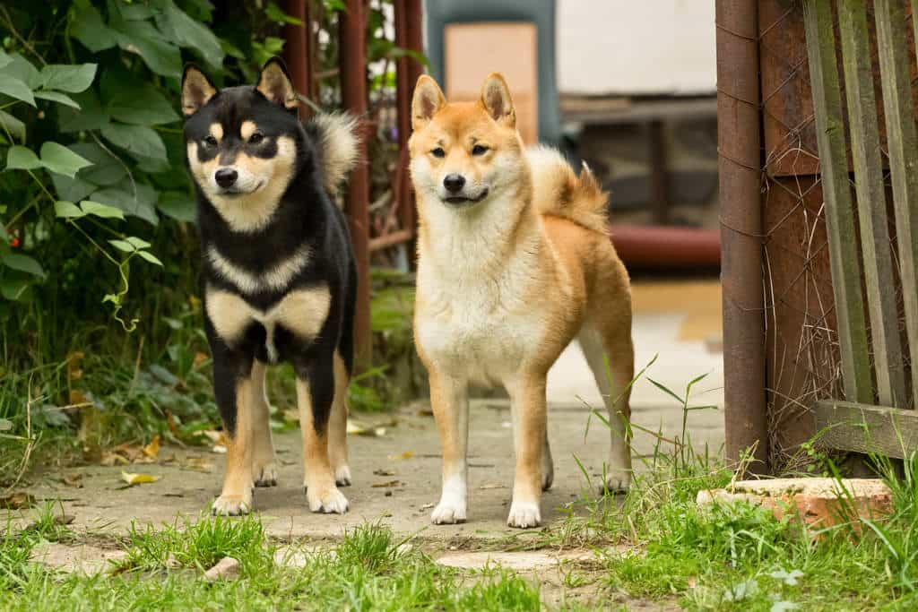 Chó Shiba thường ít bệnh hơn Akita
