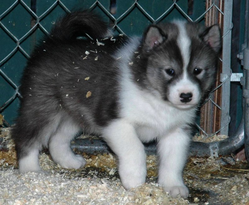 Hoạt động của eskimo