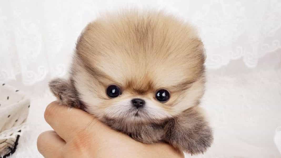 Chó Teacup Phốc sóc