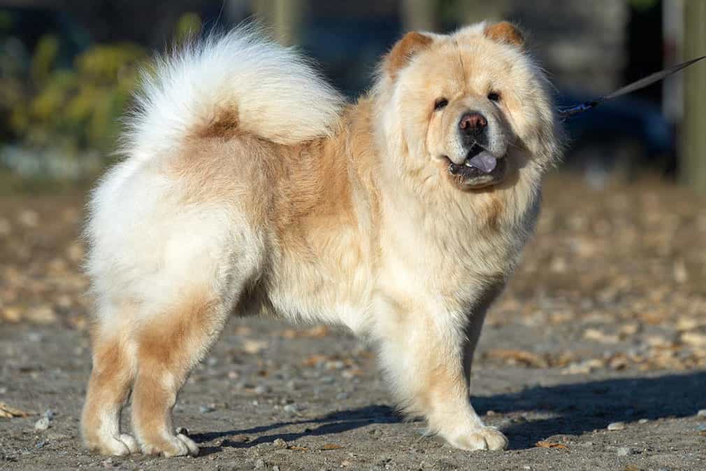 Chó Chow chow sở hữu thân hình to tròn