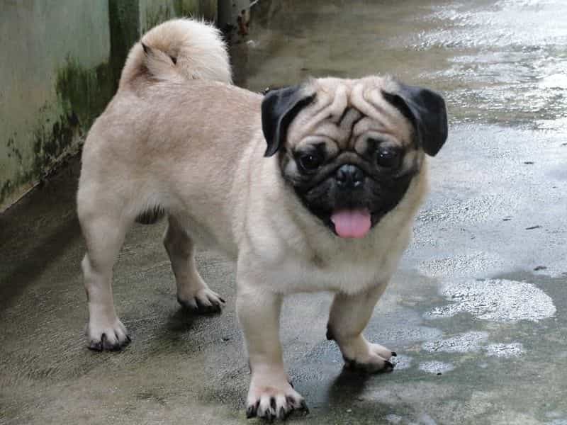 Quan sát ngoại hình chú chó Pug