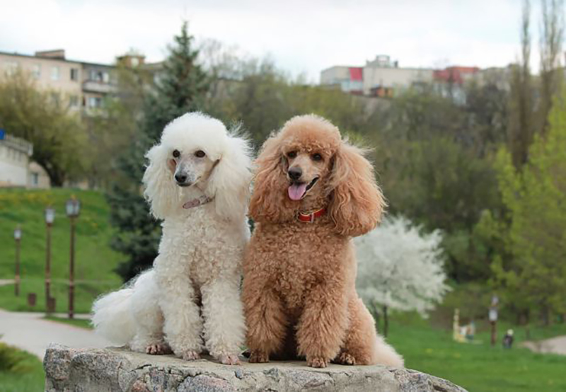 thông tin về chó poodle