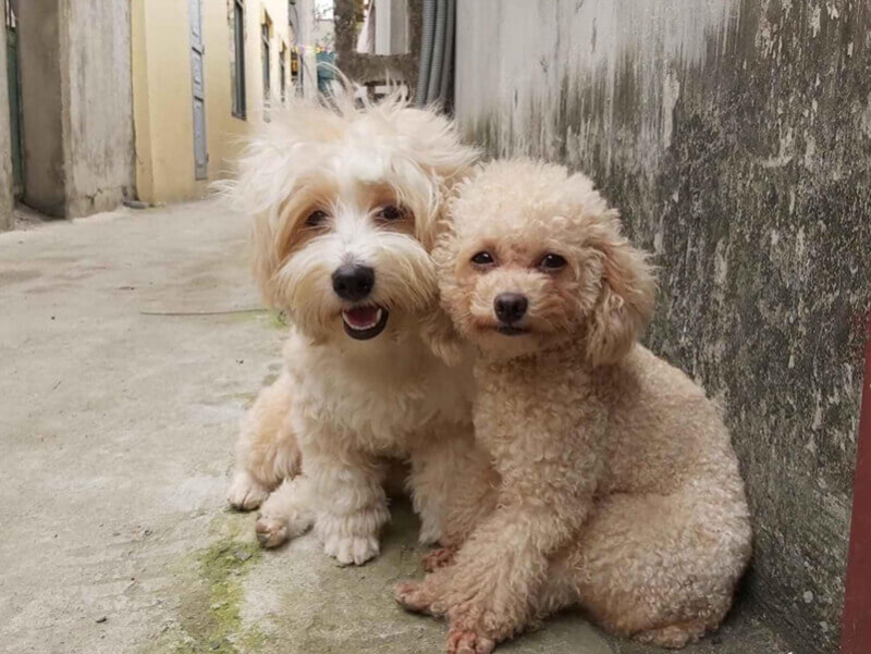 thông tin về chó poodle