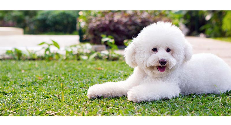 thông tin về chó poodle