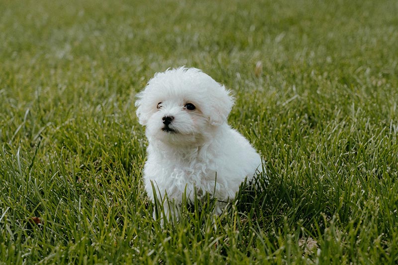 thông tin về chó poodle