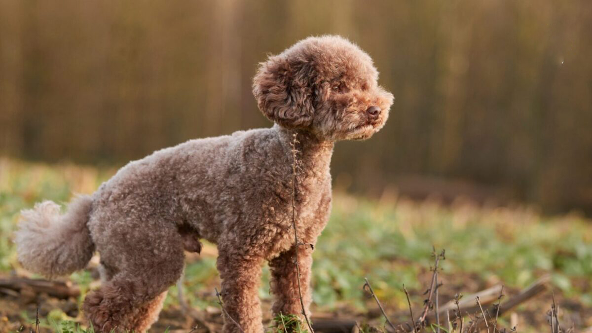 thông tin về chó poodle