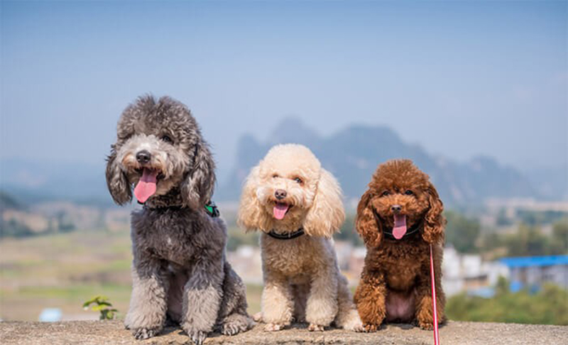 thông tin về chó poodle