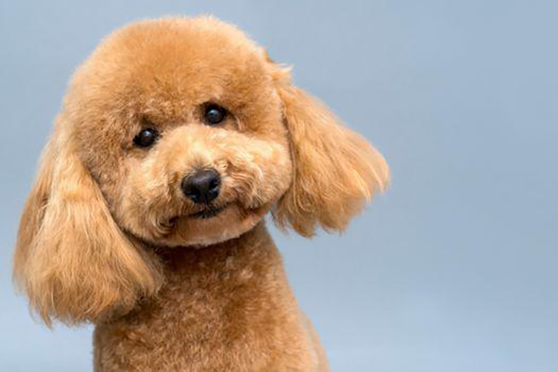 thông tin về chó poodle