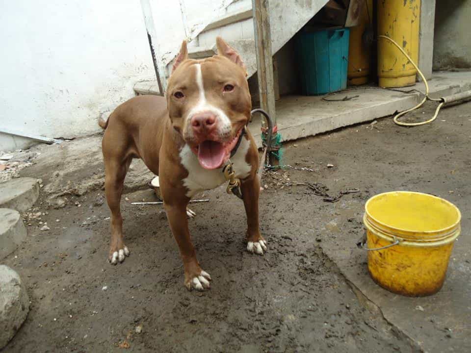 Pitbull là giống chó hung dữ