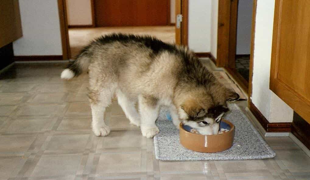 Thức ăn cho chó Alaska phải có đầy đủ các chất