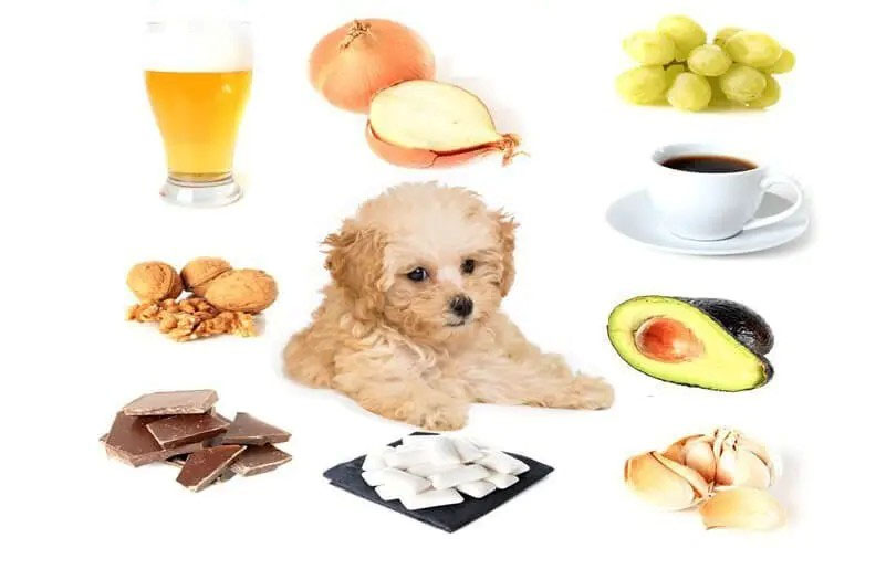 thức ăn cho chó poodle nhỏ