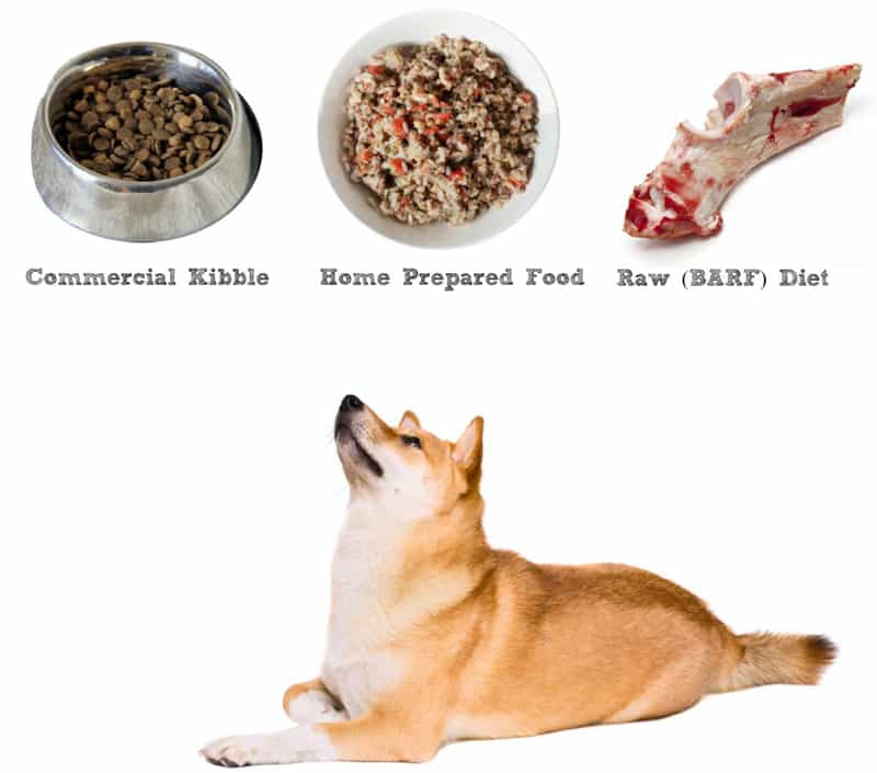 Thức ăn tốt nhất cho chó Shiba Inu