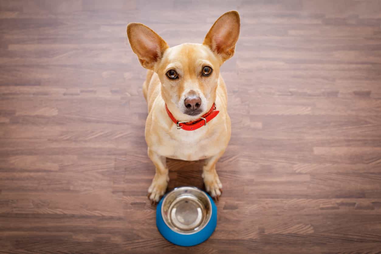Thức ăn cho chó Corgi