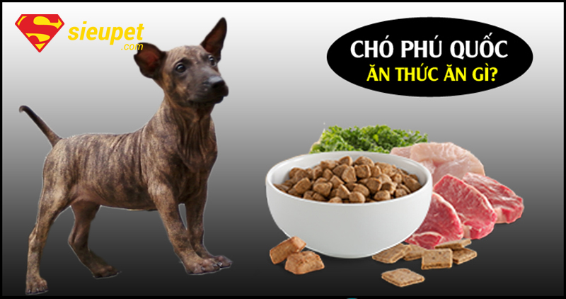 Thức Ăn Của Chó Phú Quốc - Khẩu phần ăn theo từng giai đoạn tuổi