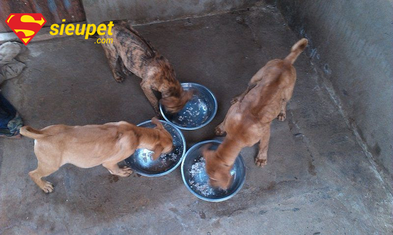 Thức Ăn Của Chó Phú Quốc - Dấu hiệu thiếu hoặc thừa dinh dưỡng