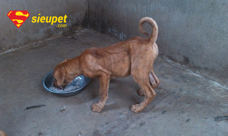 Thức Ăn Của Chó Phú Quốc - Gợi ý thực đơn mẫu trong 1 ngày