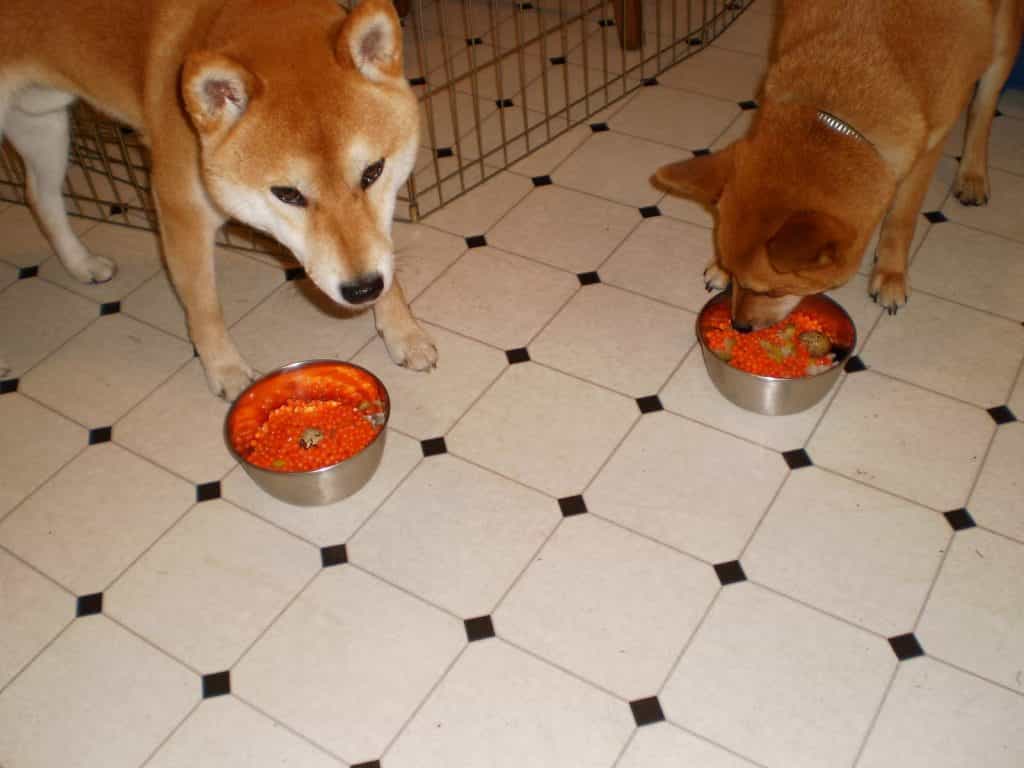 Hai chú chó Shiba đang ăn tối