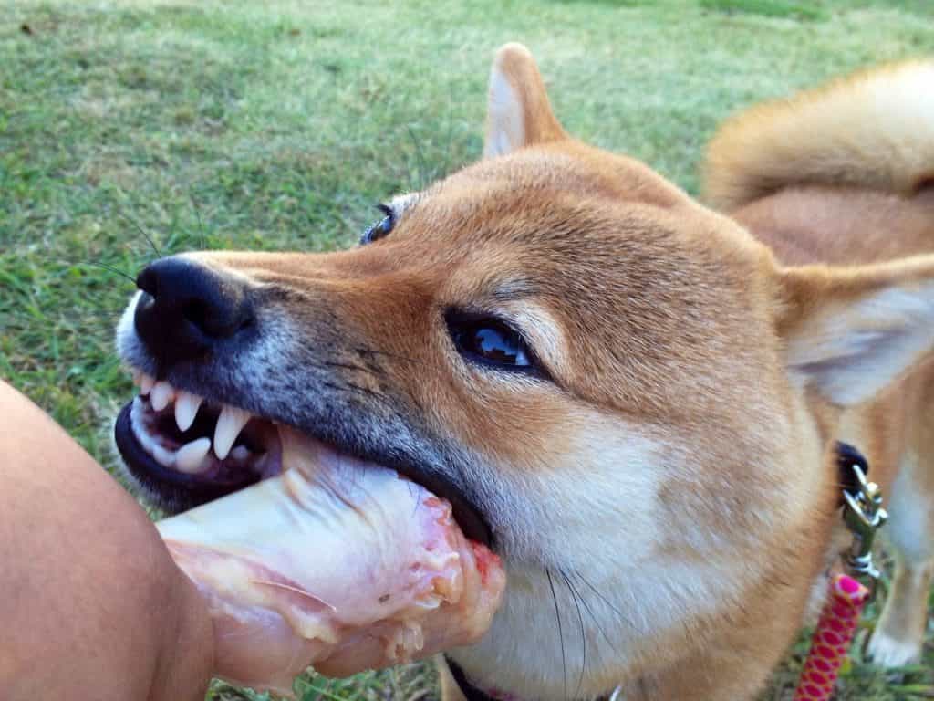 Chó Shiba Inu đang gặm xương
