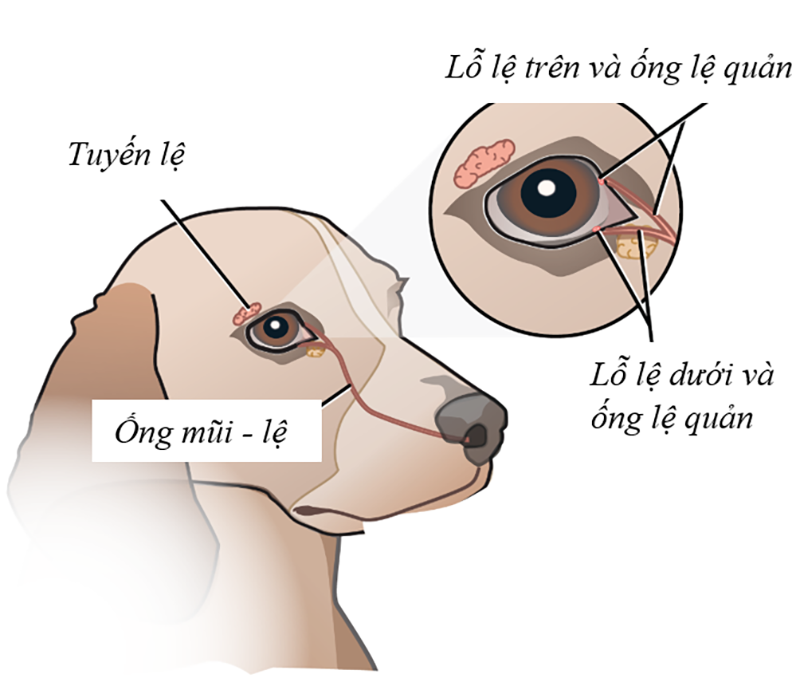 thuốc nhỏ mắt cho chó poodle