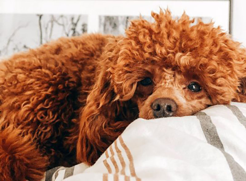 thuốc nhỏ mắt cho chó poodle