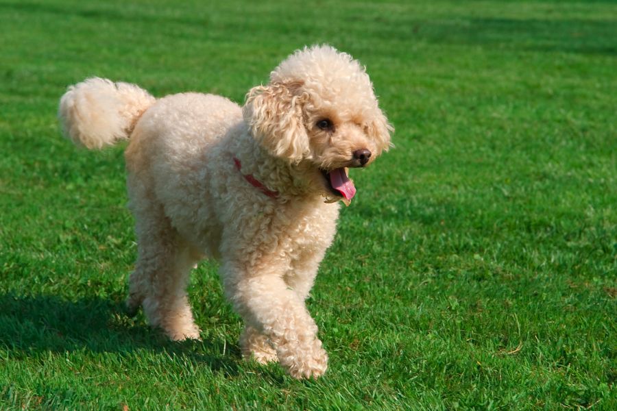 thuốc nhỏ mắt cho chó poodle