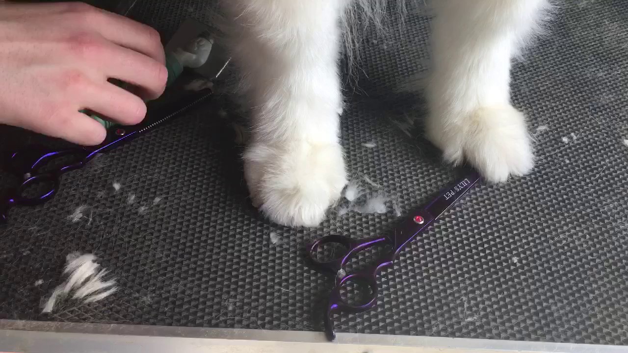 Bàn chân Samoyed đang được tỉa móng