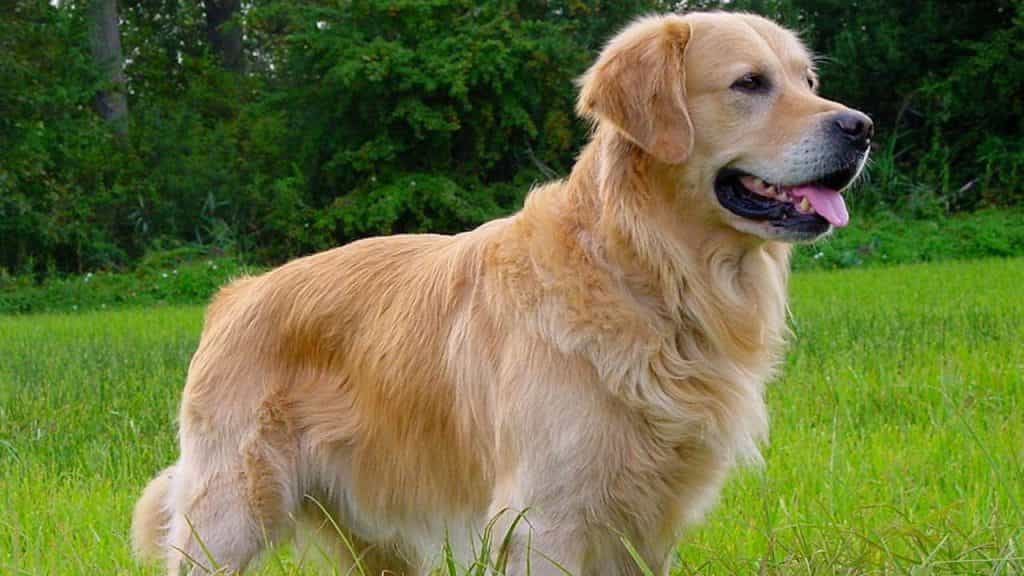 Chó golden đứng trên bãi cỏ chụp ảnh
