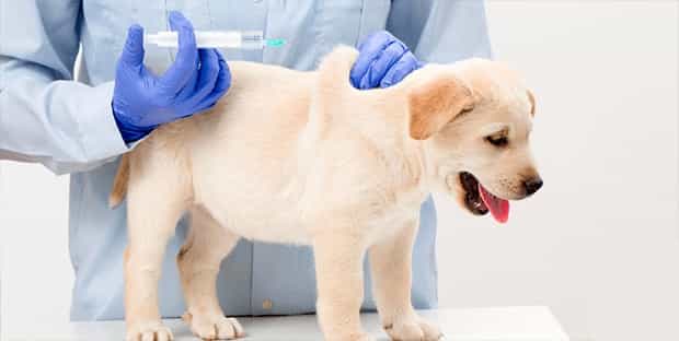 nên đưa thú cưng đến các cơ sở thú y để tiêm phòng cho chó