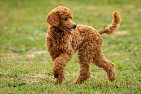 Tiêu chuẩn 4 chân chó Poodle