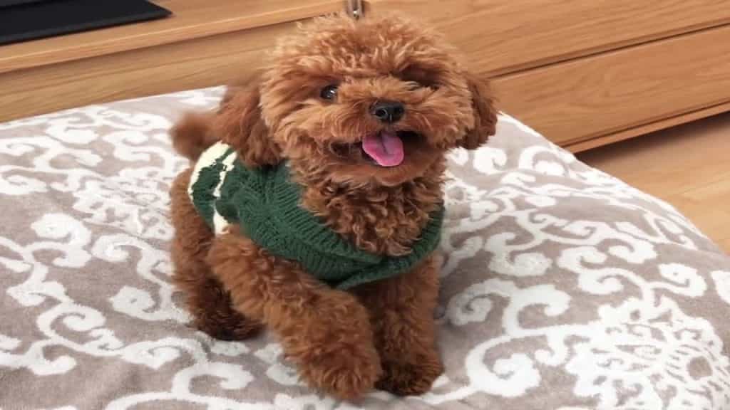 Tiêu chuẩn đánh giá chó Poodle đẹp