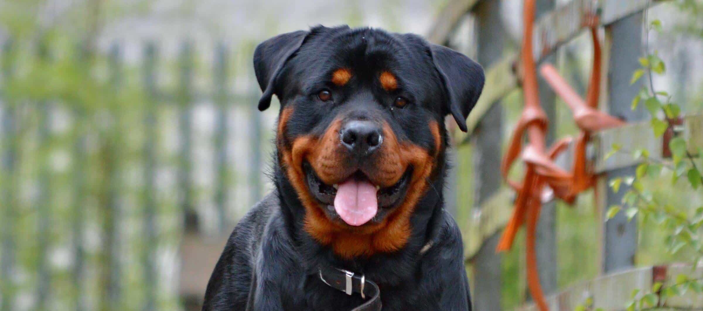 Yếu tố quan trọng tác động nên giá chó Rottweiler