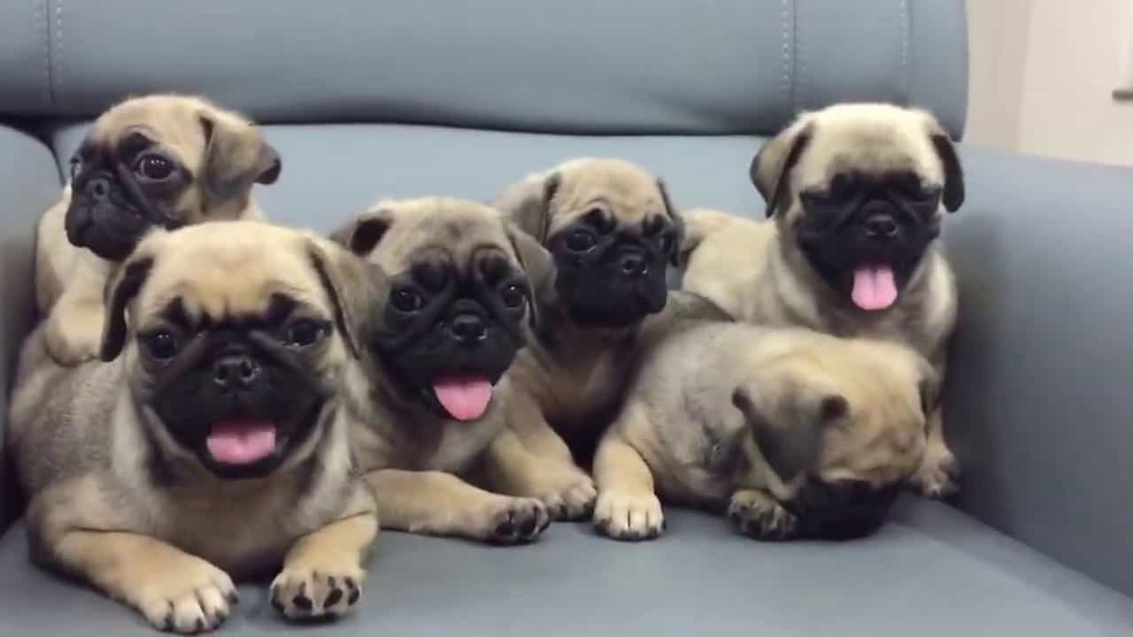 Nắm được giá chó Pug để tránh bị lừa