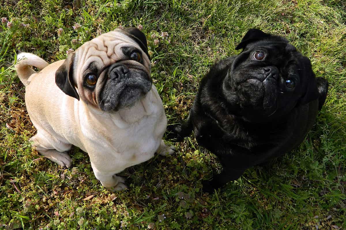 Thông tin cơ bản về chó Pug