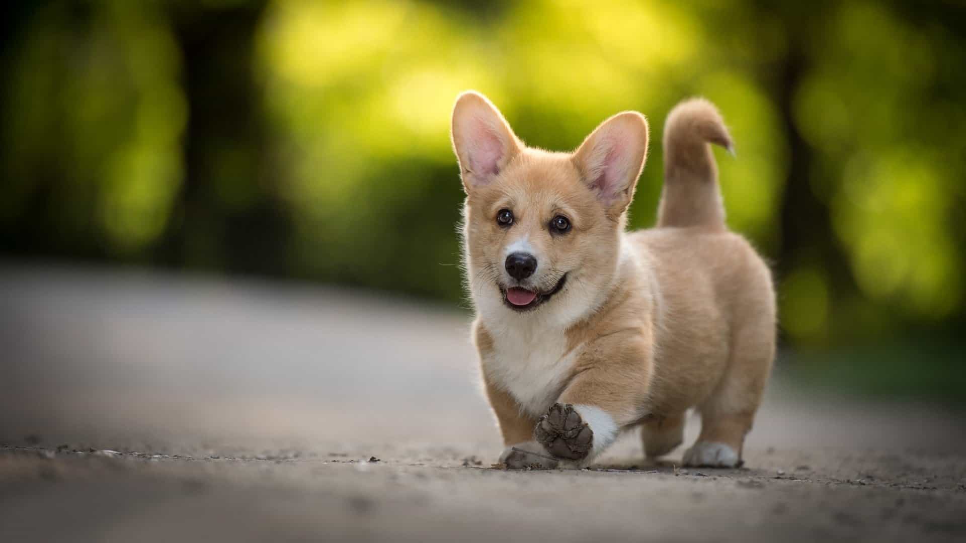 Nên tìm hiểu trước về chó Corgi trước khi mua