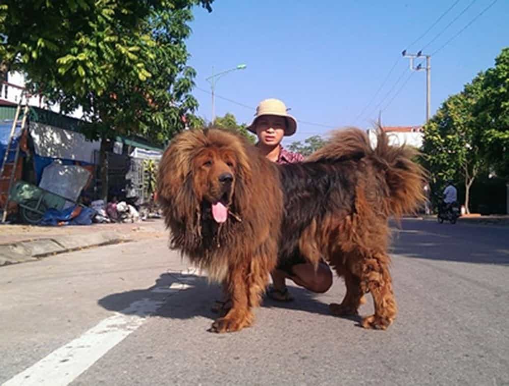 Giống chó này chỉ tôn thờ một chủ duy nhất