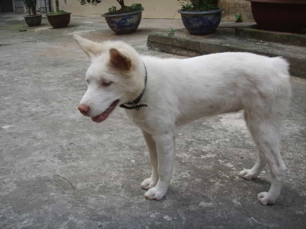 Tính cách chó Mông Cộc